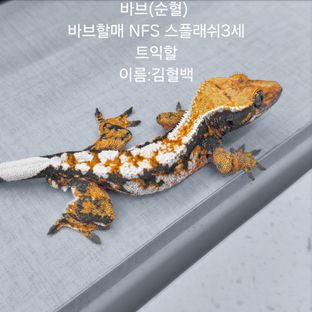 트라이 익스트림할리퀸 바브