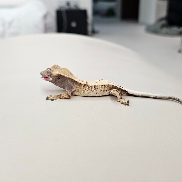 세이블