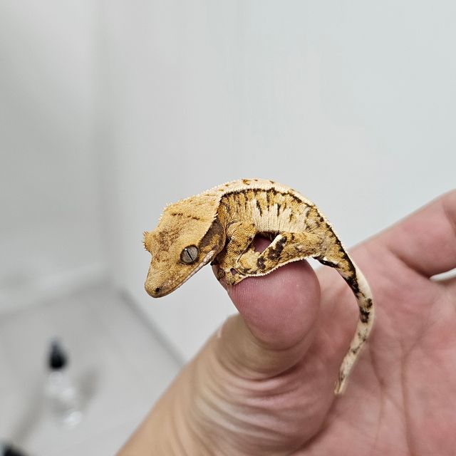 트라이 익스트림할리퀸