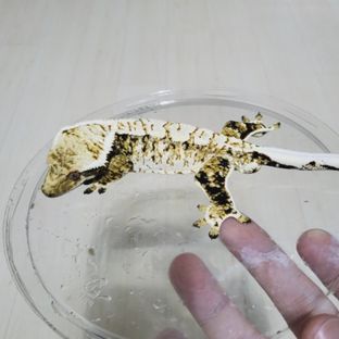 클라우스 2대