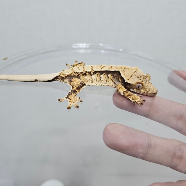 트라이