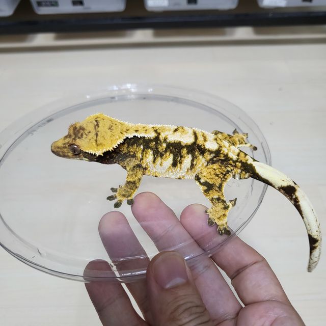트라이
