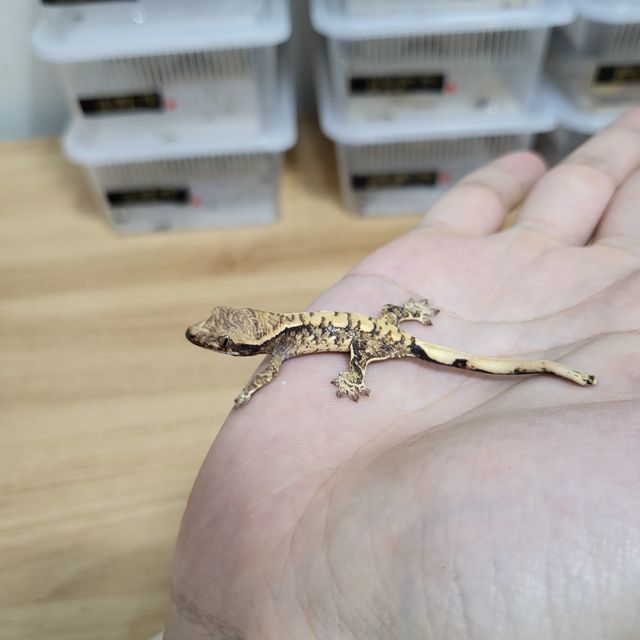트라이