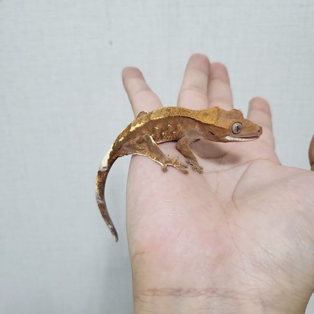 카푸치노
