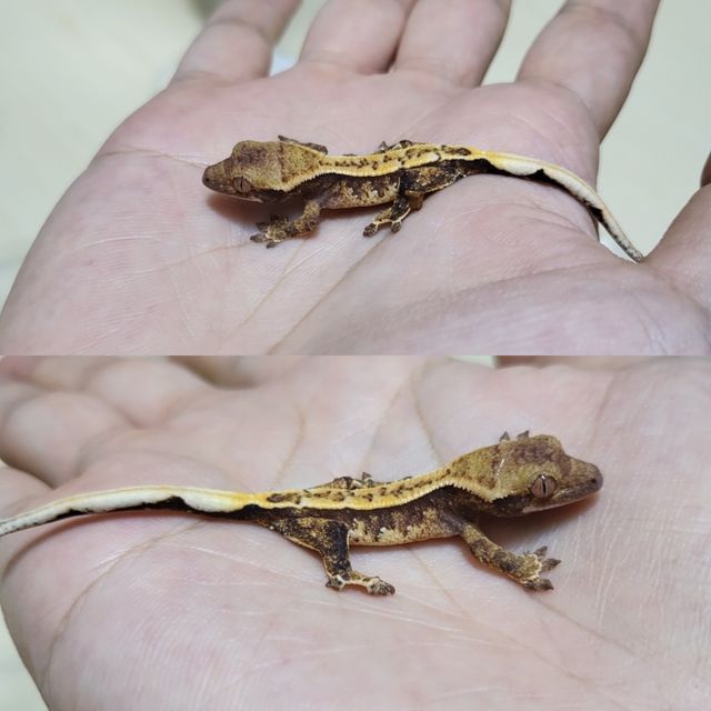 트라이