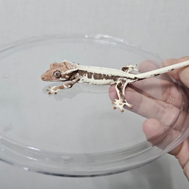 프라푸치노