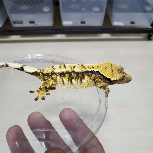 트라이