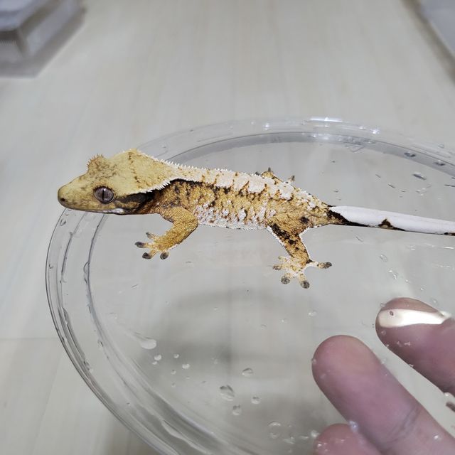 트라이