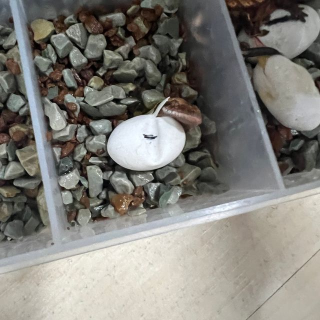 트라이