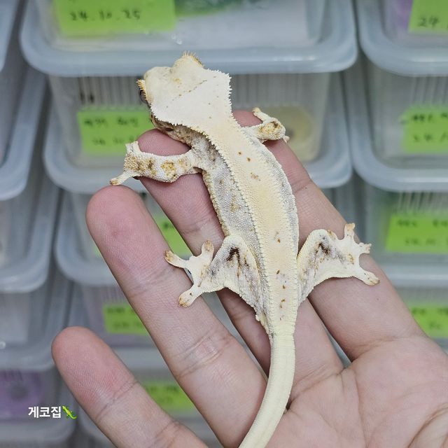 릴리화이트