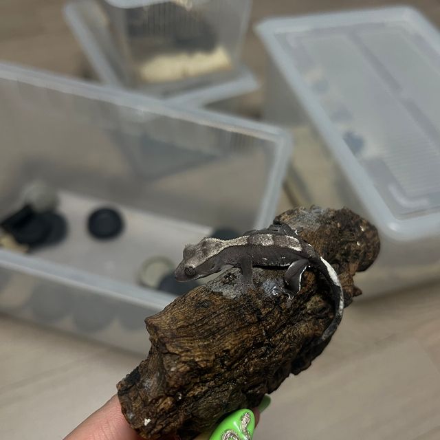 아잔틱