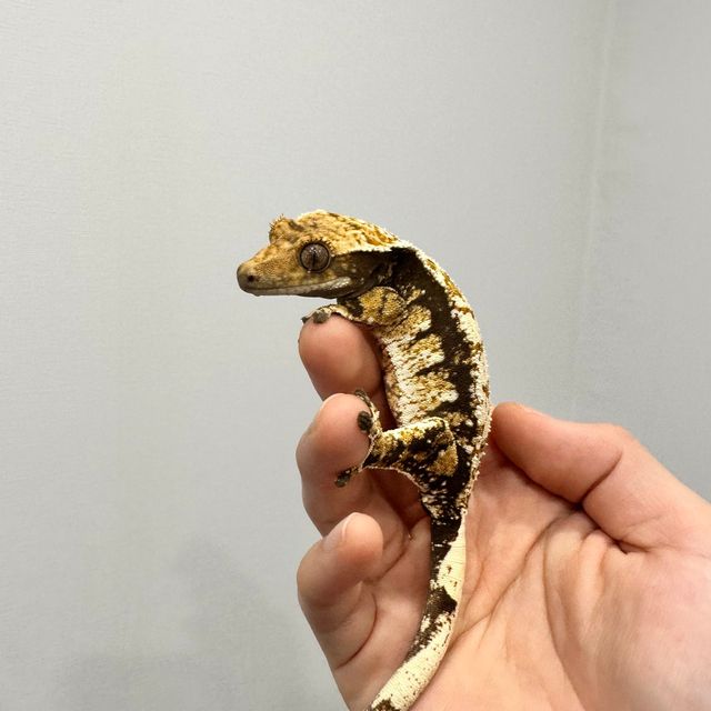릴리화이트 트라이 익스트림할리퀸