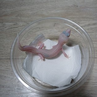 슈퍼스노우 랩터