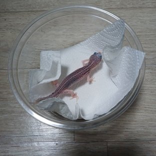 갤럭시