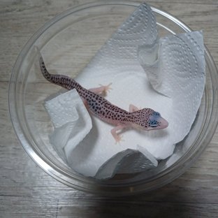 갤럭시