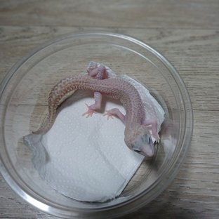 슈퍼스노우 랩터
