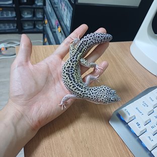이클립스 스노우