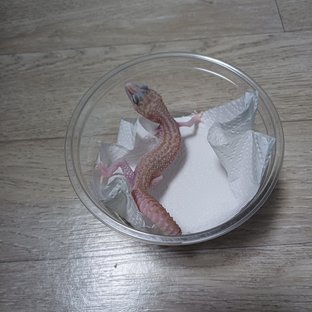 슈퍼스노우 랩터