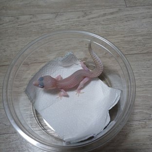 슈퍼스노우 랩터
