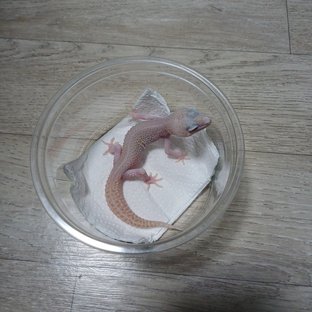 랩터 슈퍼스노우