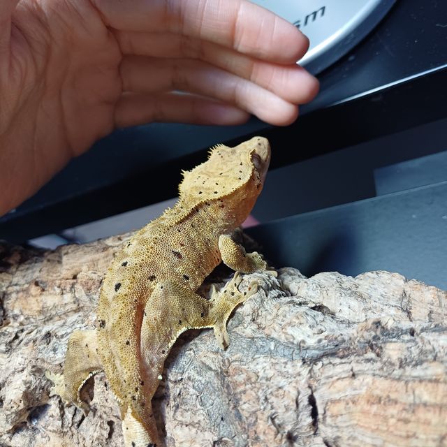 달마시안 옐로우