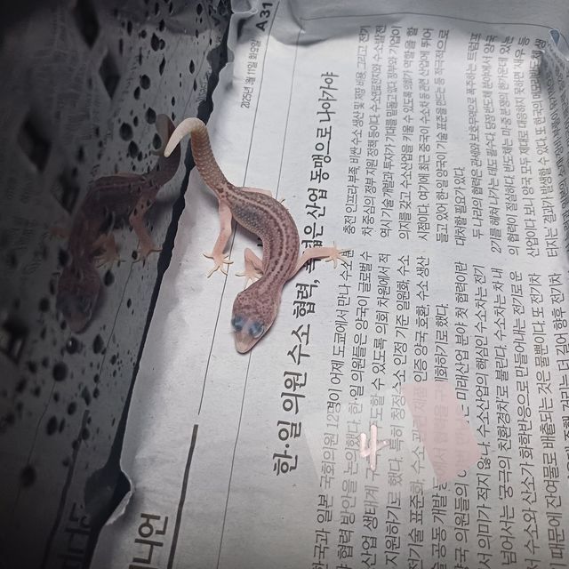 갤럭시