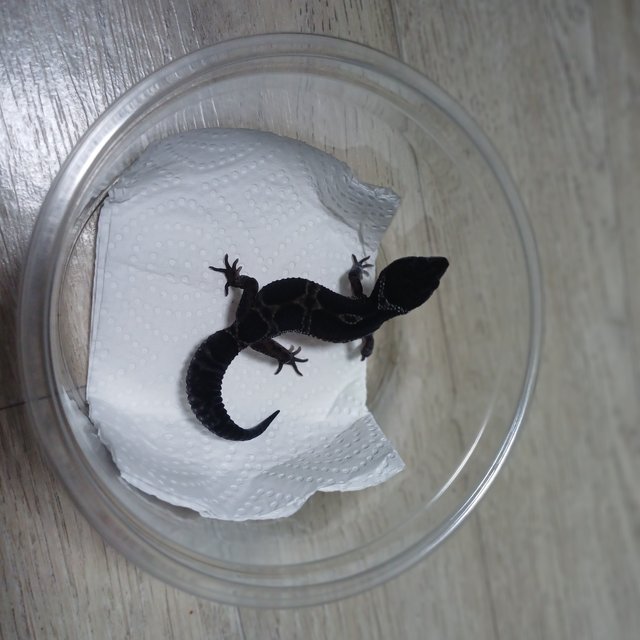 스노우 블랙나이트