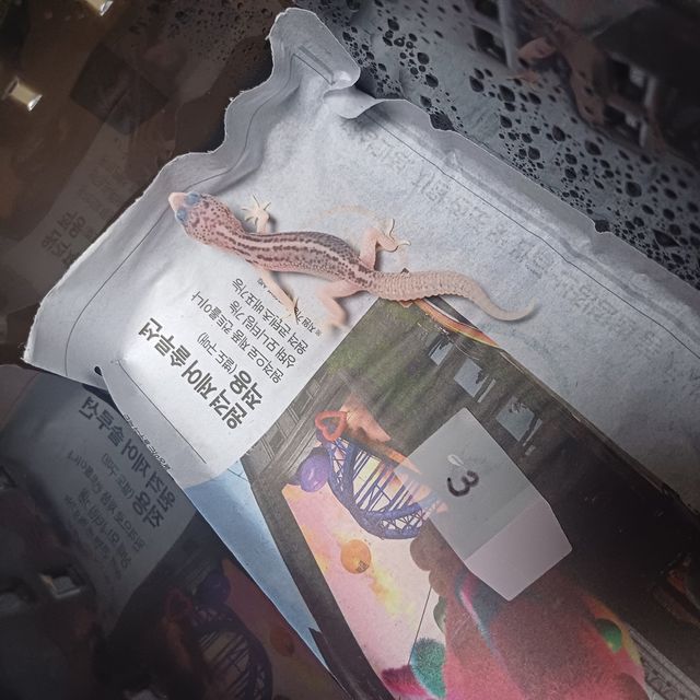 갤럭시