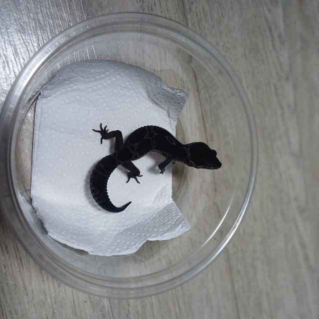 스노우 블랙나이트