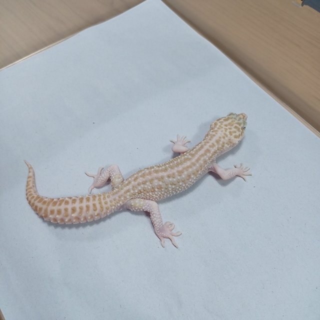 갤럭시 트램퍼알비노