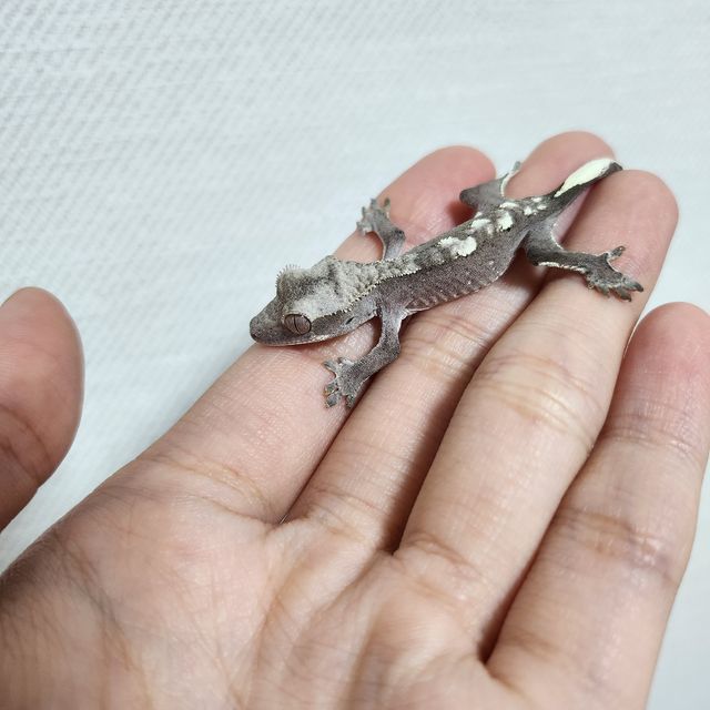 아잔틱
