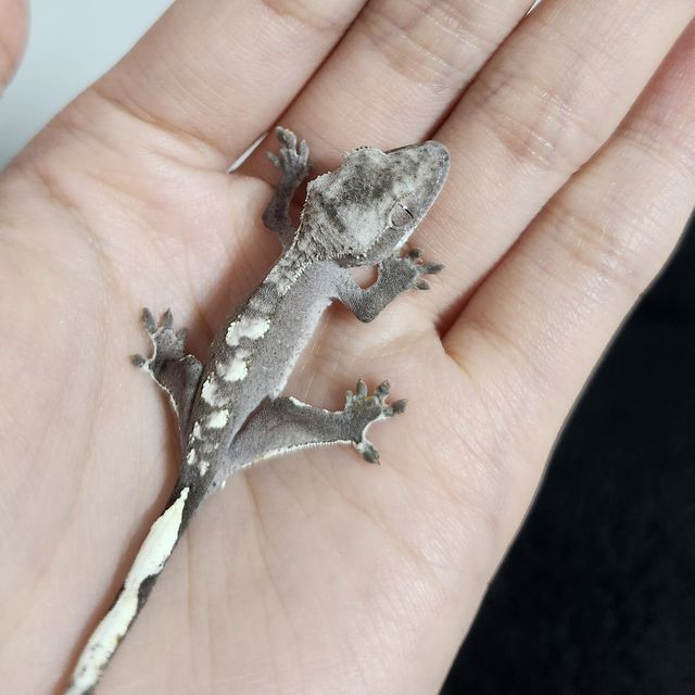 아잔틱