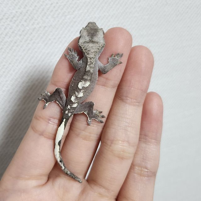 아잔틱