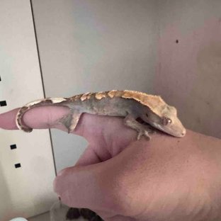 트라이 익스트림할리퀸