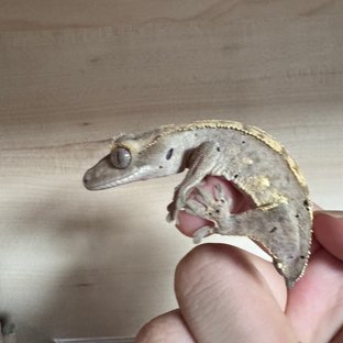 세이블 레드 릴리화이트