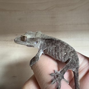 챠콜 익스트림할리퀸 트라이