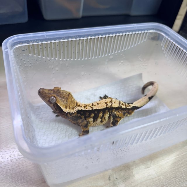 트라이 익스트림할리퀸 화이트크라운