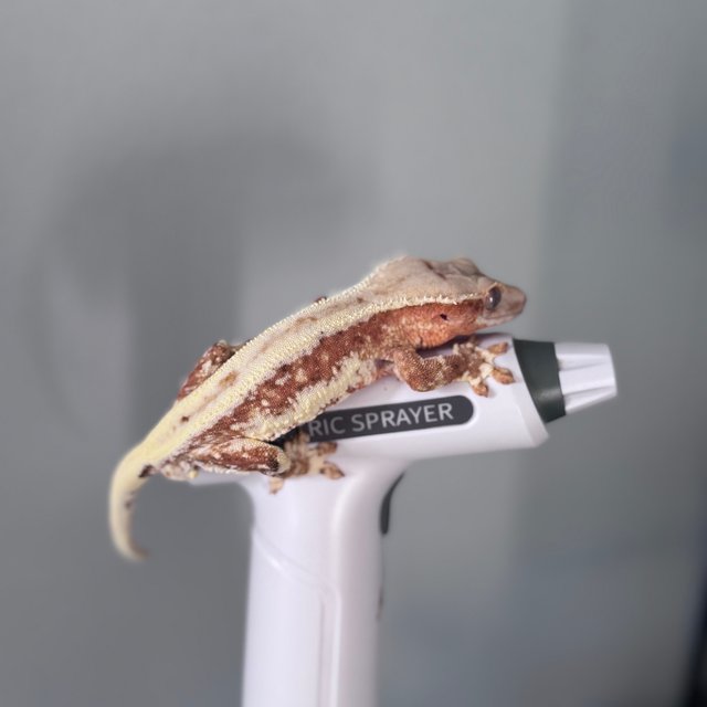 레드 릴리화이트