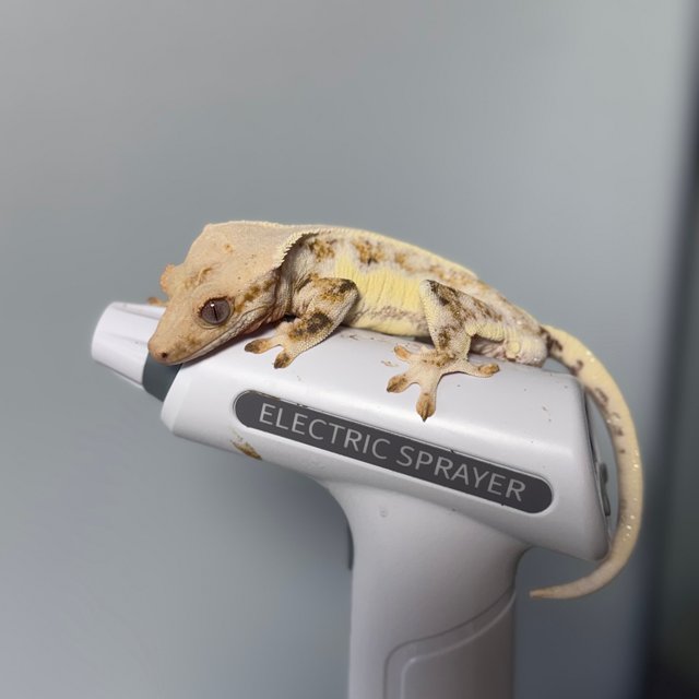 릴리화이트 솔리드백