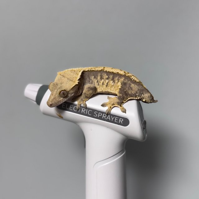 트라이 익스트림할리퀸