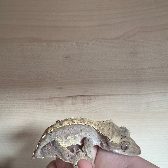 세이블 레드 릴리화이트