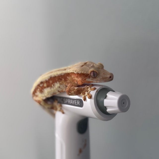 레드 릴리화이트