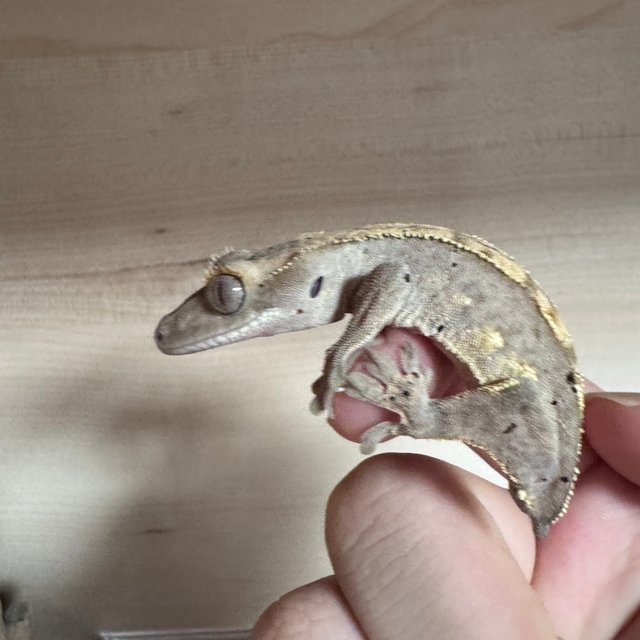 세이블 레드 릴리화이트