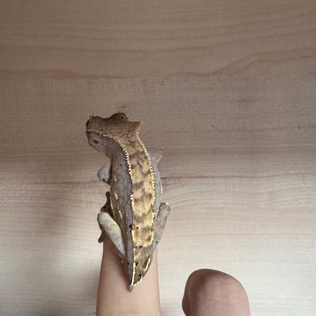 세이블 레드 릴리화이트