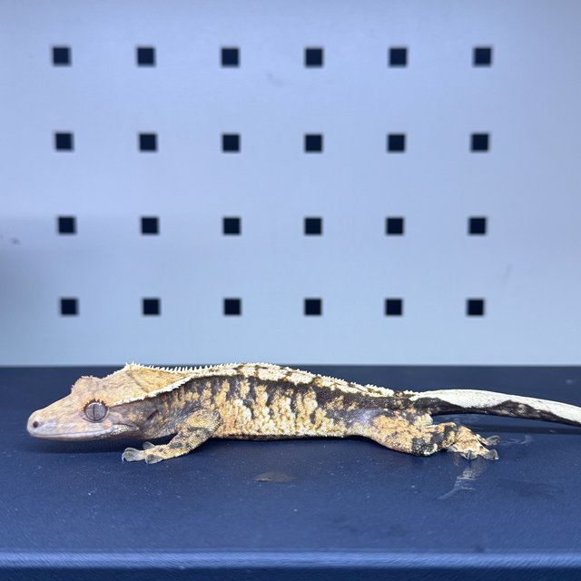 텐저린 트라이 익스트림할리퀸