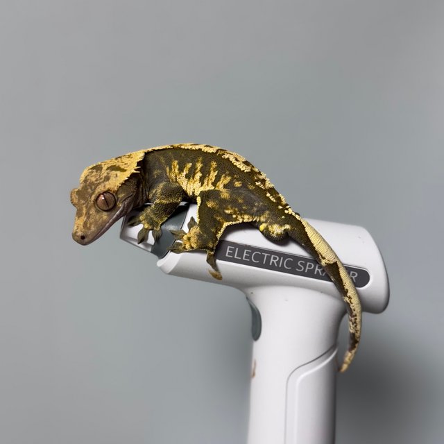 트라이 익스트림할리퀸