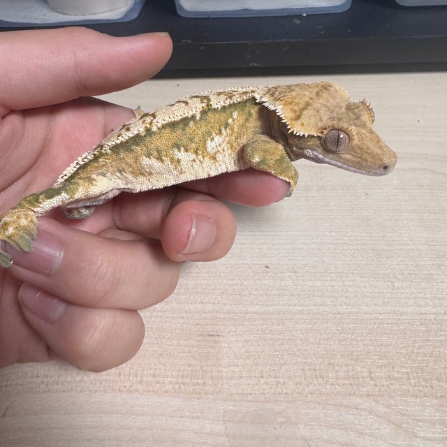 트라이 익스트림할리퀸 벅스킨