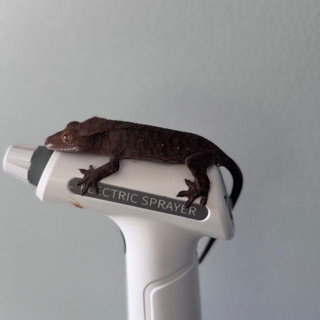 100%헷아잔틱 챠콜