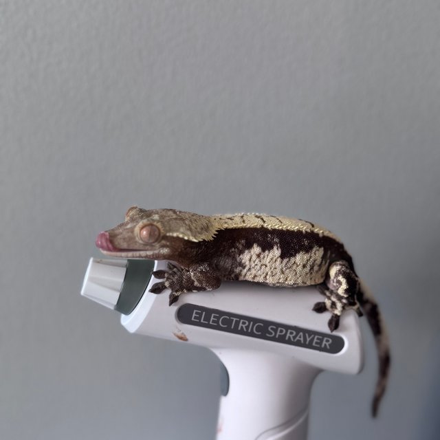 익스트림할리퀸 노멀 화이트