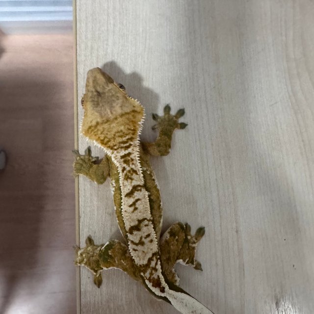 트라이 익스트림할리퀸